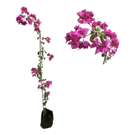 Exuberante Muda De Primavera Rosa Dobrada