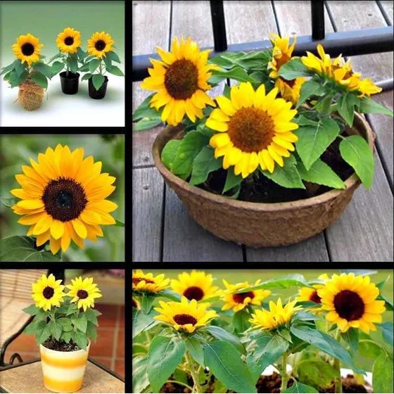  10 Semilla De Girasol Enano 