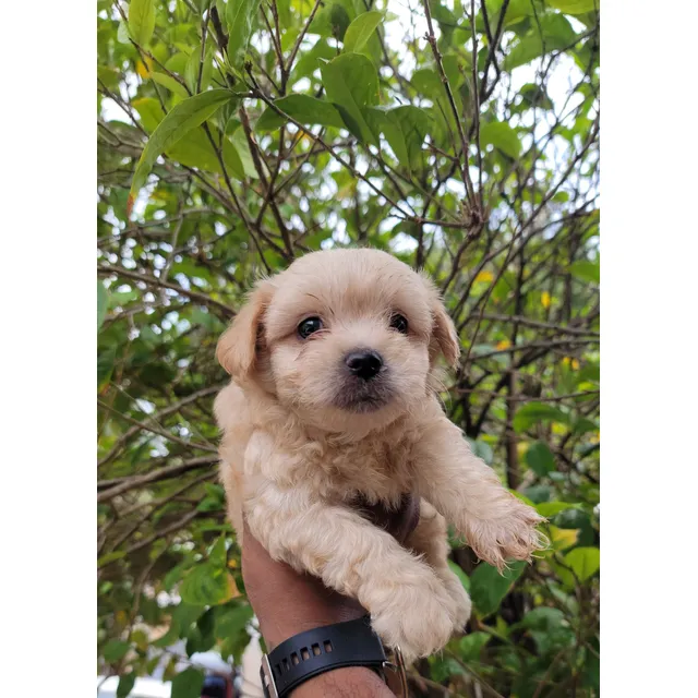 Shih Poo Macho Y Hembra, Vermifugado,  Vacunas Al Día