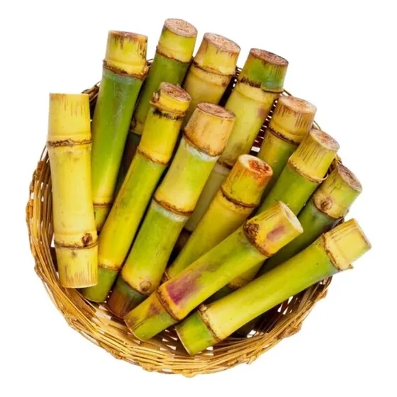 Mudas De Cana Caiana Orgânica Kit 60 Gemas Mudas