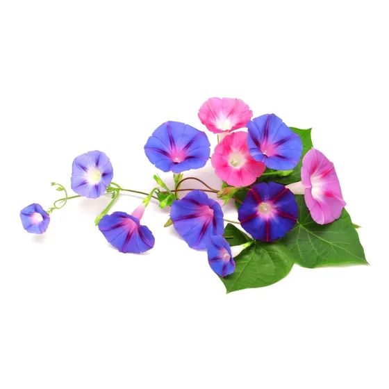 Semillas De Bella De Dia - Convolvulus Tricolor X 100 U.
