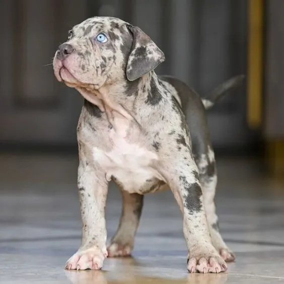 Perros Pitbull Blue Merle Cachorros Exóticos Disponibles