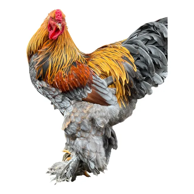 Huevos Fértiles De Gallinas Brahma Linea Europea