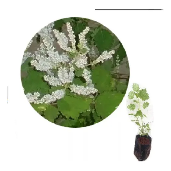 Muda Incenso Falsa Mirra Pluma De Névoa Limonete +  Brinde