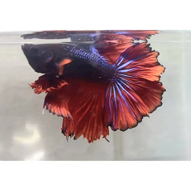 Peces Betta Dragon Halfmoon