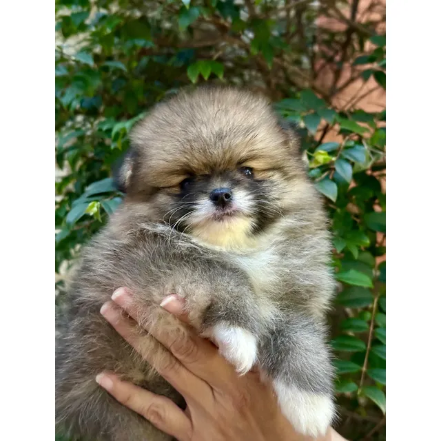 Cachorro Pomeriana Cara De Oso Hembra 