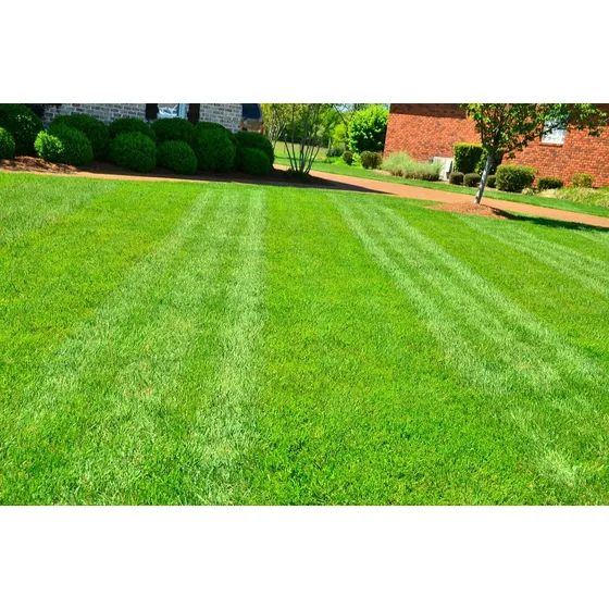 2 Kg De Semillas De Pasto Bermuda Uso Rudo + Abono