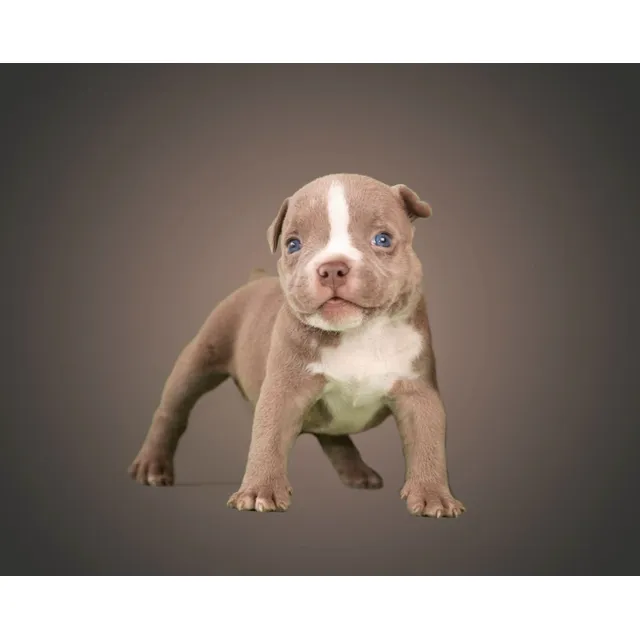 Perros Bully Pocket Cachorros Villavicencio Cali Rionegro
