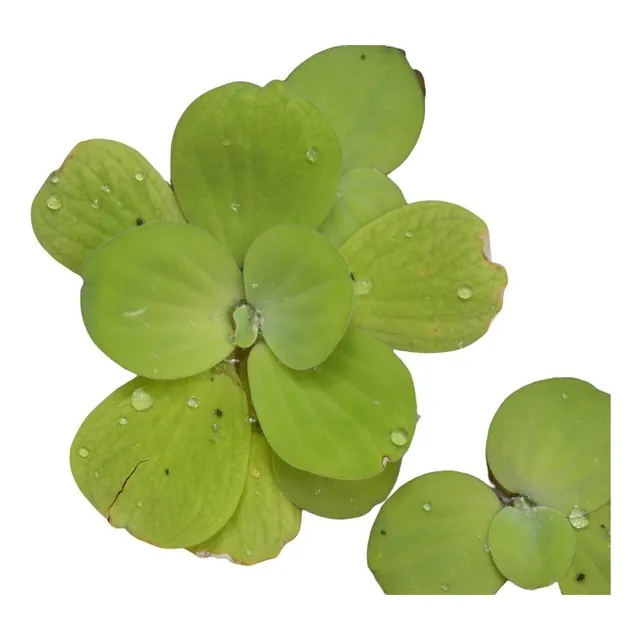 Planta Acuática Lechuga De Agua X 8 Unidades