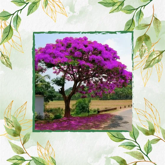 5 Semillas De Árbol Acacia Rosa