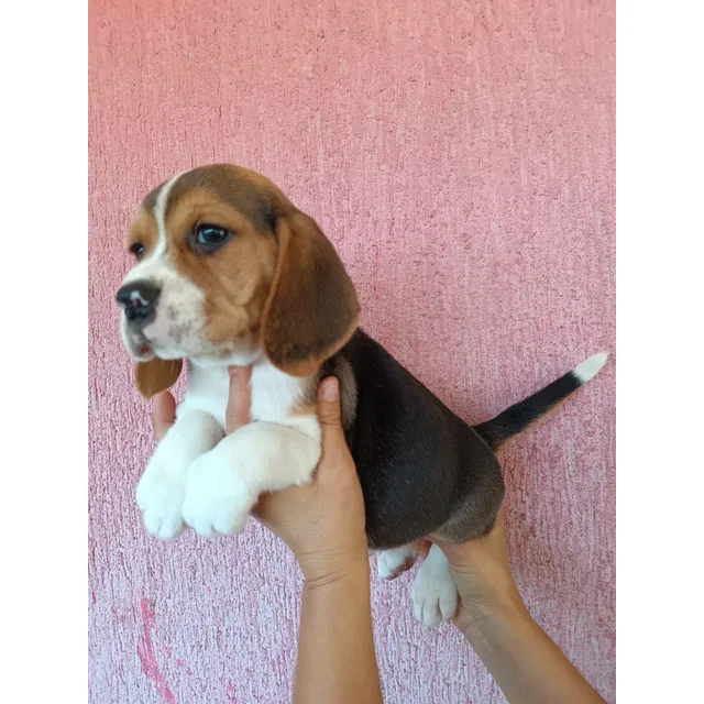 Cachorros Beagle. Todas Las Razas De Perros