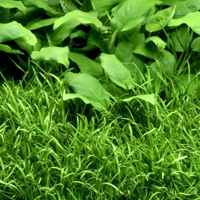 Lilaeopsis Brasilensis Planta Para Acuario