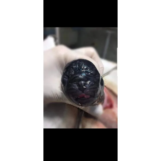 Vendo Pugs Cachorras Parto Con Veterinaria