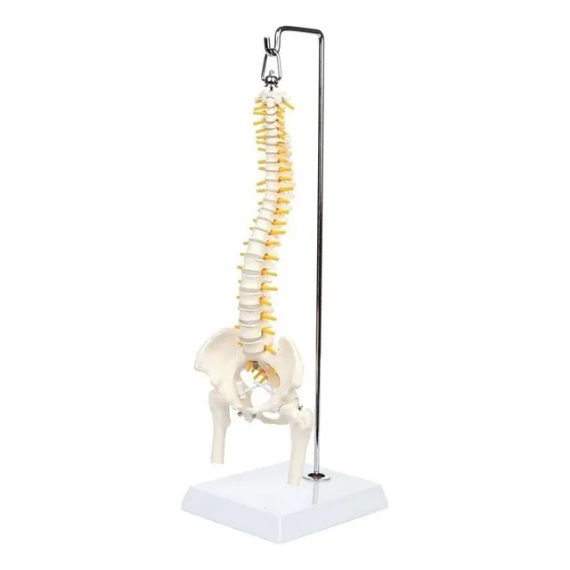 Columna Vertebral Humana De 45 Cm Con Pelvis Modelo Flexible