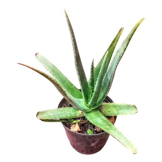 Aloe Vera = Barbadensis - M 3 Lts- 2 Años - Sin Agroquimicos