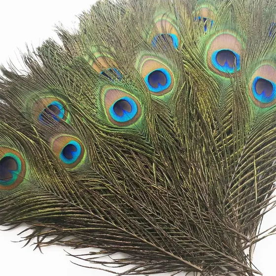 Piokio 50 Pluma Natural Pavo Real 2a 11.8 In Para Idade