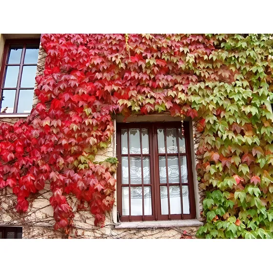 Plantines De Ampelopsis Parthenocissus Hiedra Pared