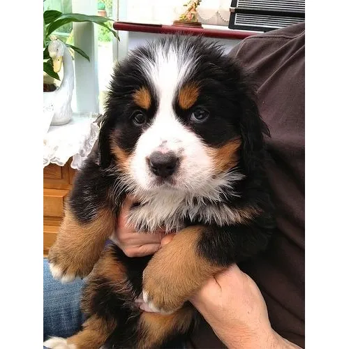 Perros Cachorros Bernes De La Montaña Boyero Suizo Vernes