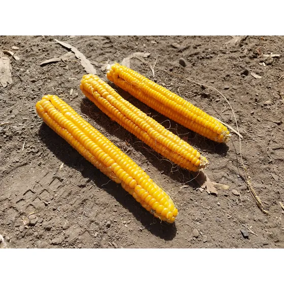 Semilla 1 Kilo Gr Maiz Dulce Ocho Corridas Antiguo Orgánico 