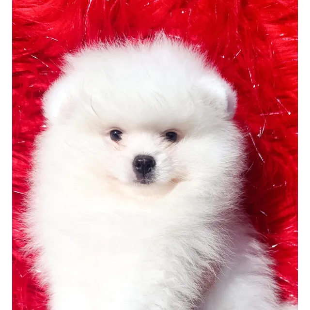 Cachorro Pomerania Macho Oso