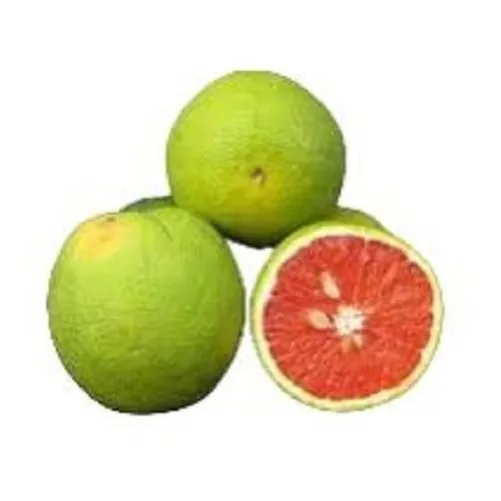 Muda De Laranja Sanguínea  Enxertada - Pronta Para O Plantio