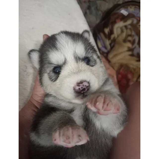 Cachorros Alaska Malamute 575