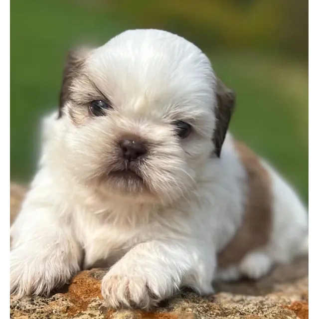 Shitzu Cachorro Shih Tzu Mini Venta Bogota Cali Barranquilla