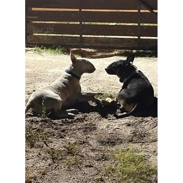 Bull Terrier Cachorros