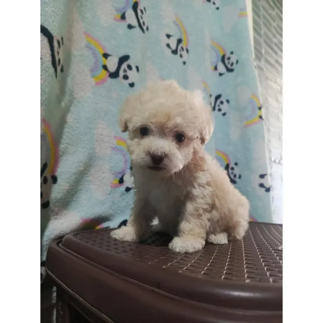 Poodle