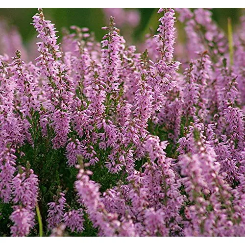 100 True Heather Arbusto Scot Rosa Morado Flor Vulgaris