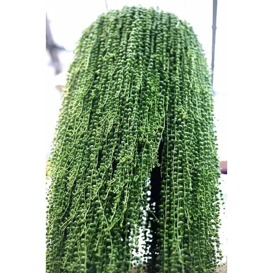 Muda Suculenta Colar Perolas Senecio Rowleyanus