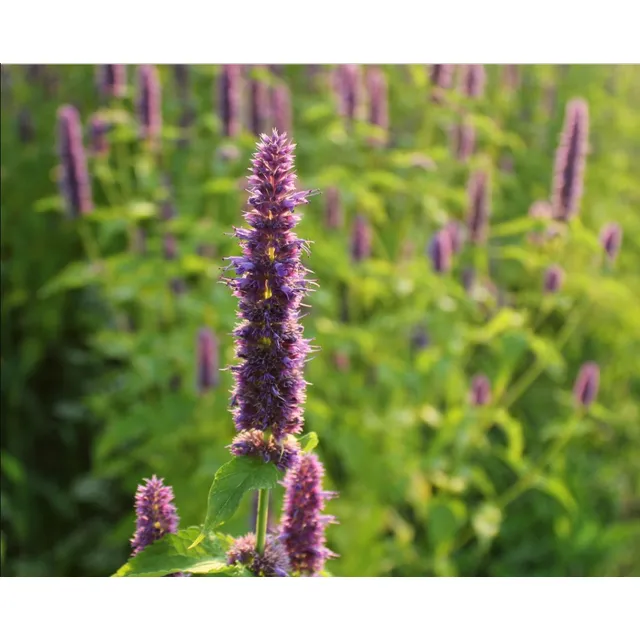 Semillas De Hisopo De Anis Agastache Foeniculum Organicas