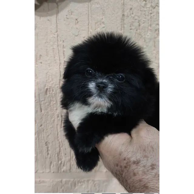 Pomerania
