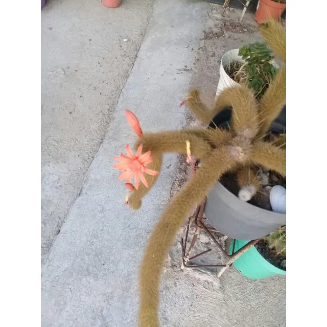 1 Esqueje De Cactus Cleistocactus Winteri