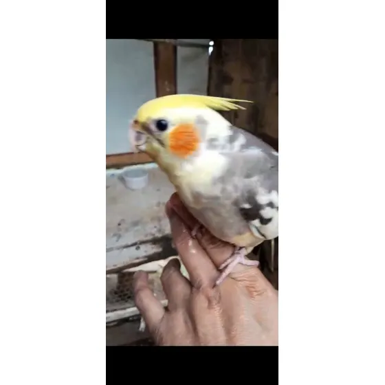 Calopsita Mansa, Ideal Para Pet