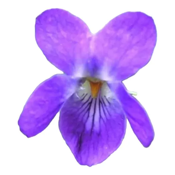 Planta Violeta Odorata Grande Organica