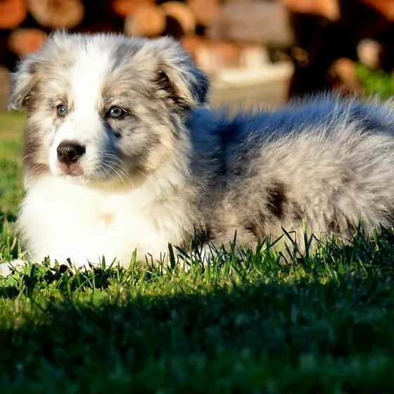 Cachorro Border Collie Fca