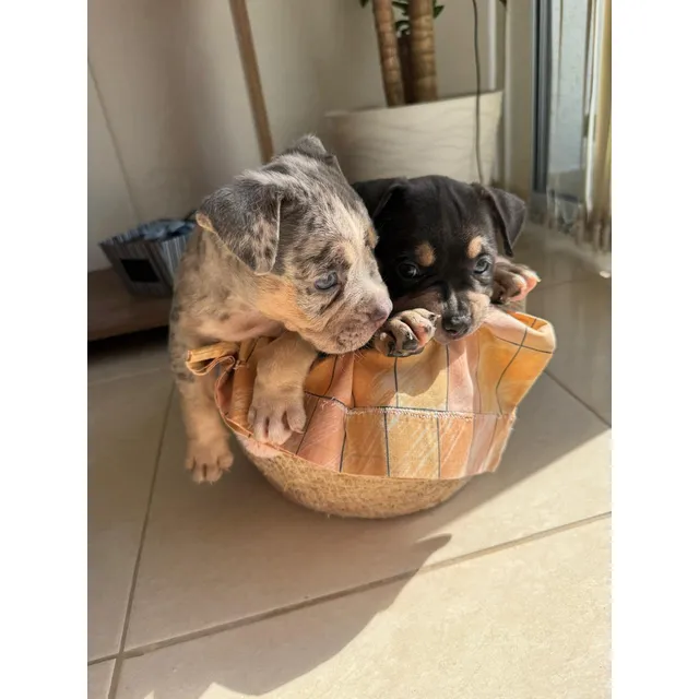Cachorros American Bully Merle Y Blue Tricolor En Armenia