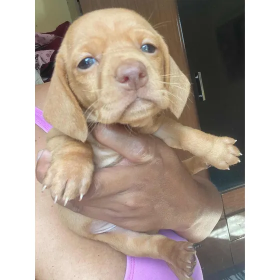 Basset Dachshund - Lindíssimos Pronta Entrega