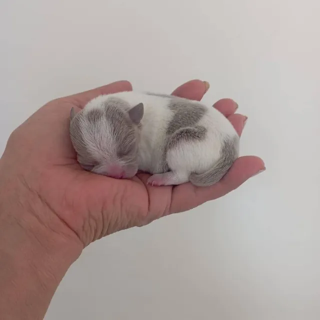 Chihuahua Hembra Mini Pelo Corto Ojos Azules