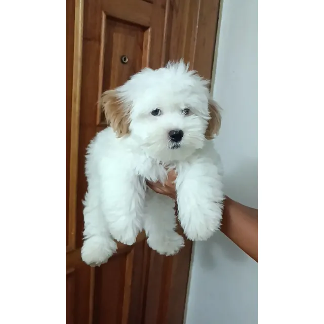 Cachorro Dos Meses Y Medio Macho 400 $
