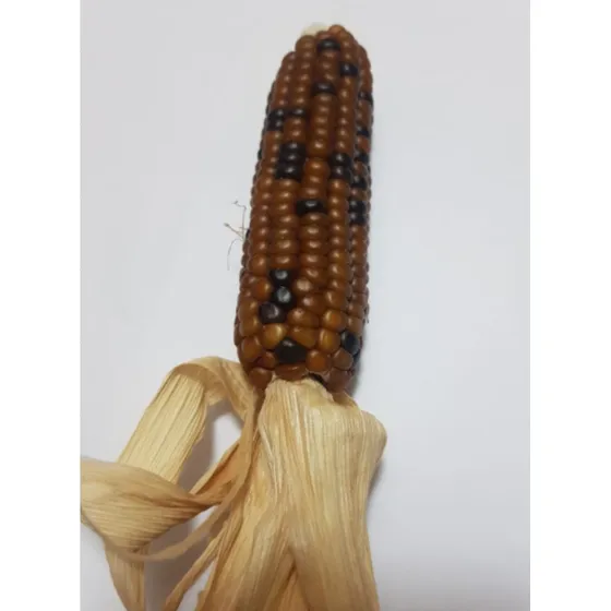 Semillas Maíz Araucano, Variedad Única.  