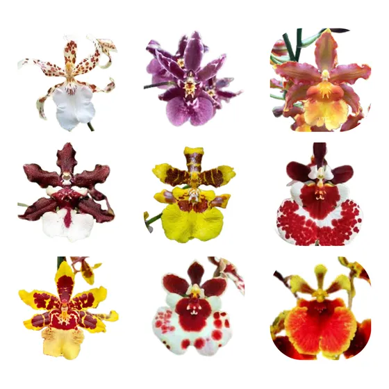 Orquidea Oncidium Kit C/4 Mudas Lindas