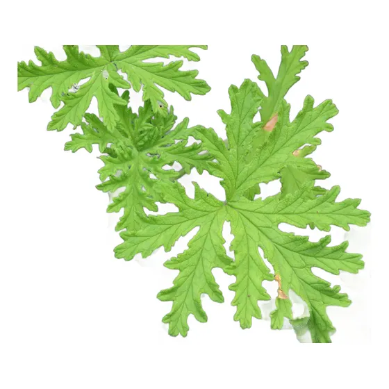 Planta Aromática Geranio Citronela