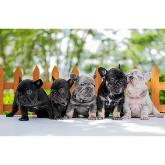 Cachorros Bulldog Francés 2 Meses De Nacidos
