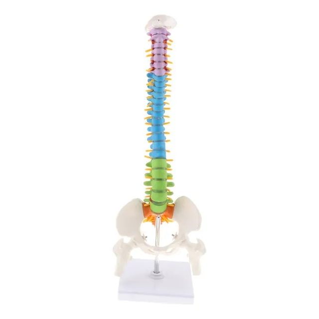 Modelo De Columna Vertebral Humana Con Pelvis Flexible
