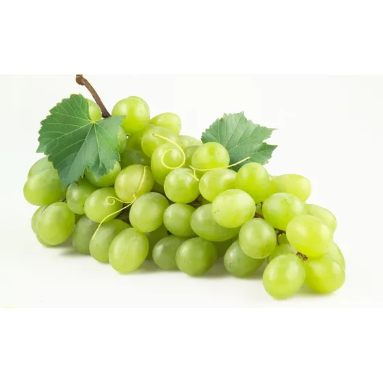 1 Planta De Uva Blanca  Moscatel , Producción A 3 Meses