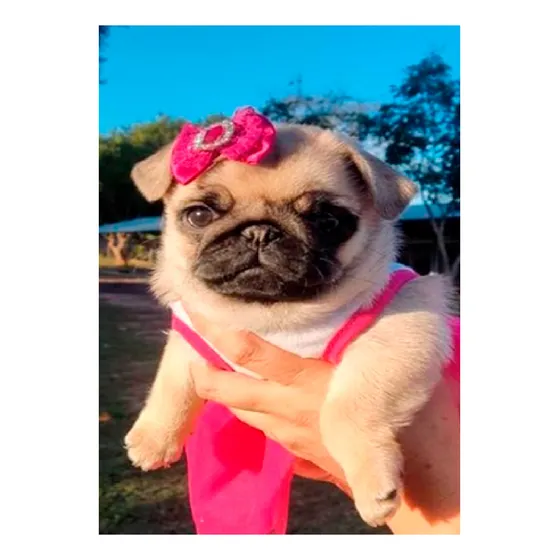 Filhote Fêmea De Pug Abricot Com Pedigree