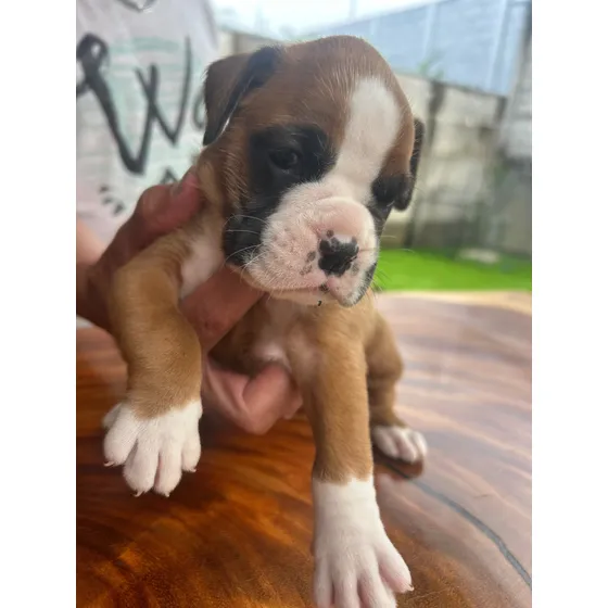 Boxer Preciosos Cachorros Con Excelente Pedigree