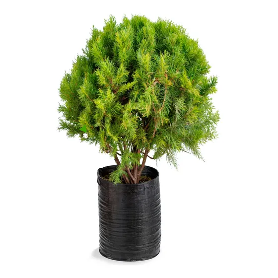 Plantas Ornamentales De Pino Planchado Natural